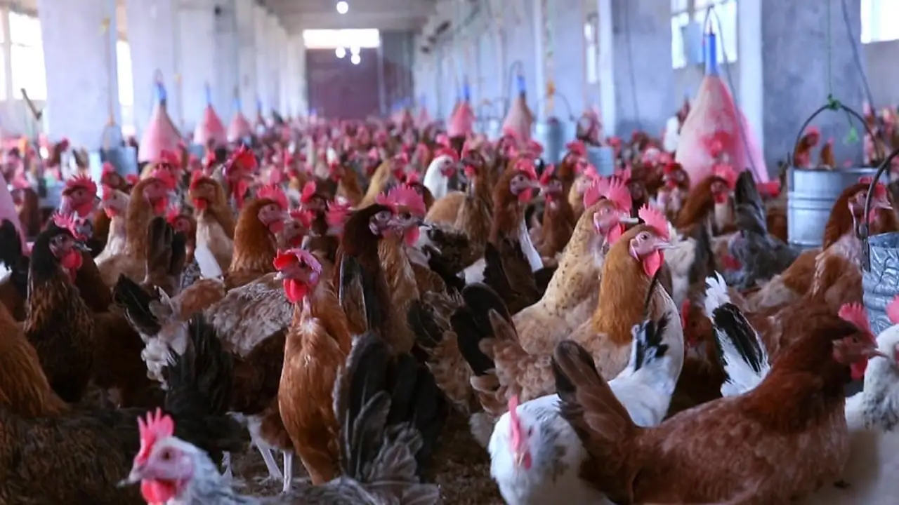 تغيرات في أسعار الدواجن داخل الأسواق المصرية يوم الثلاثاء 28 أبريل